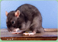 rat control Annfield Plain