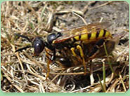 wasp control Annfield Plain
